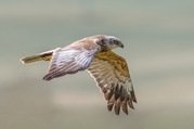 Stephen Nobbs - The Majestic Marsh Harrier